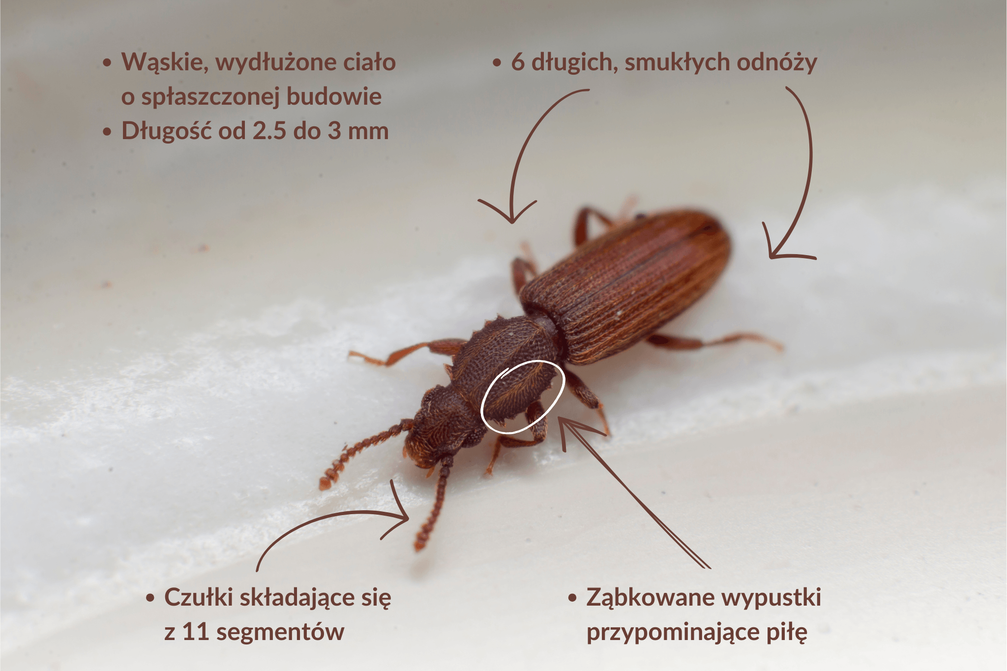 spichrzel surynamski jak wyglada